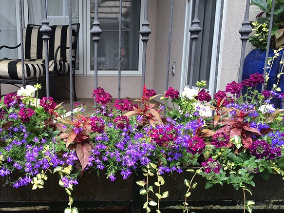 Vibrant window box with purple and magenta flowers